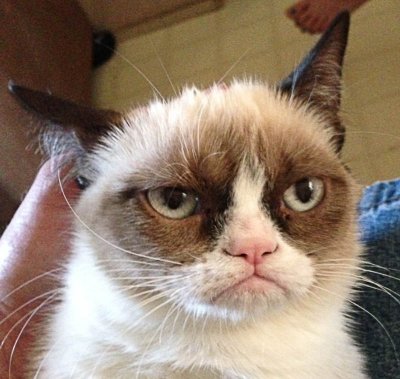 Сердитый Кот (Grumpy Cat) за свою 2-летнюю жизнь заработал больше $ 1 миллиона