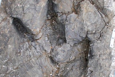 Найденные ископаемые следы пролили новый свет на тираннозавров