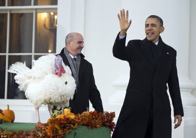 Помилованный Обамой индюк будет праздновать День благодарения вместе со всей страной
