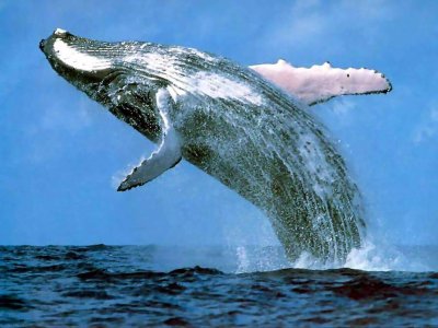 Япония клянется продолжить охоту на китов