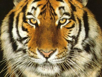 У жителя Калифорнии забрали 7-месячного бенгальского тигра