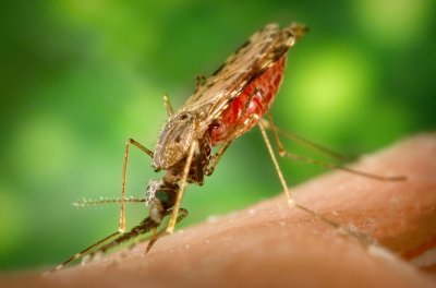 В Доминиканской республике комарами распространяется новый вирус