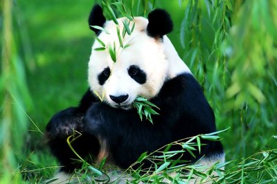 В канадском зоопарке ждут первого в истории рождения панды