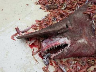 Еще более причудливое существо поймали вместе с пресловутой акулой-гоблином у берегов Ки-Уэст