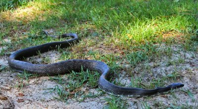 Потерянный вид змей вновь обнаружили в Мексике
