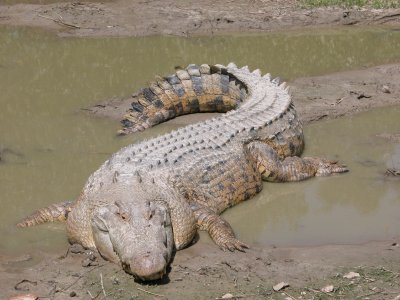 На Филиппинах крокодил убил рыбака