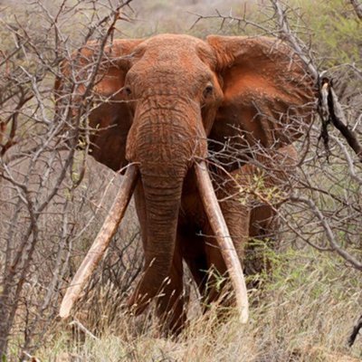 Один из самых крупных слонов в мире был убит браконьерами