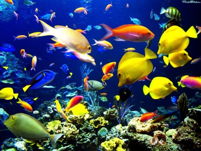 Биолог: Рыбы обладают памятью, способностью к обучению, они могут чувствовать боль