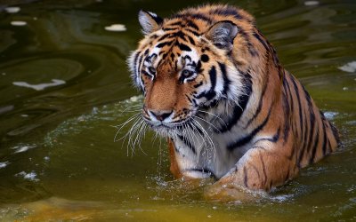 В Индии тигр запрыгнул в лодку, схватил мужчину и утащил его в мангровые болота