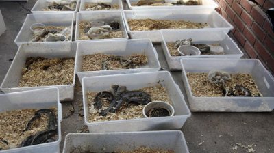 Учителю из Калифорнии, который морил голодом около 400 змей у себя дома, вынесен приговор