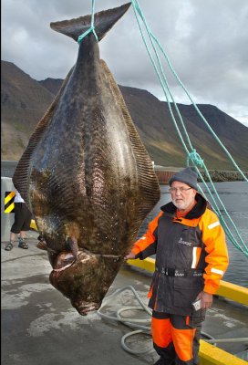 На Аляске словили рекордного палтуса весом 219 килограммов