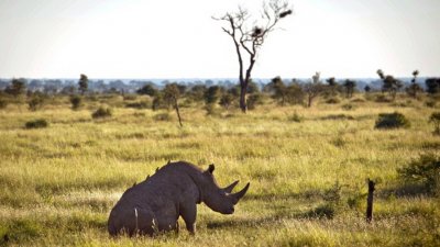 В Национальном парке в Южной Африке могут начать эвакуацию носорогов из-за чрезмерного уровня браконьерства
