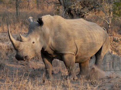 Браконьера, охотящегося на носорогов в Южной Африке, приговорили к 77 годам тюремного заключения