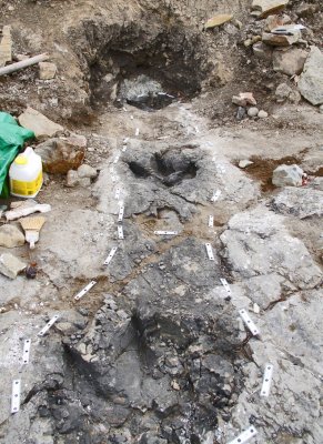 Найденные ископаемые следы пролили новый свет на тираннозавров