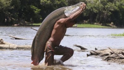 Крупнейшая рыба Амазонки сталкивается с угрозой исчезновения