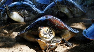 В Мексике задержали браконьеров с 10 000 яиц морских черепах
