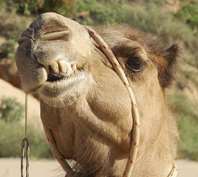Цирковой верблюд во Франции сильно травмировал ребенка, укусив его за голову
