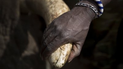 Коррумпированные кенийские рейнджеры убивают браконьеров, чтобы прикрыть свою преступную деятельность