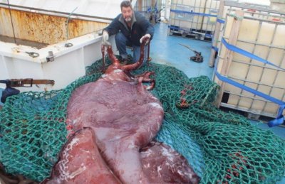 За вскрытием гигантского кальмара, который весит 350 килограмм, наблюдали 142 000 человек из 180 стран мира