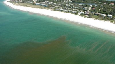 Токсичный красный прилив убивает дикую природу Флориды
