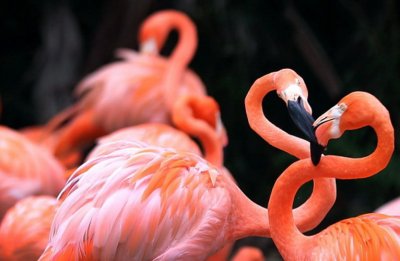 За кражу фламинго из зоопарка в США арестовали студента