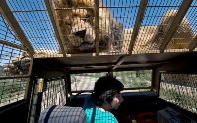 Зоопарк в Чили позволяет посетителям пощекотать львиный живот
