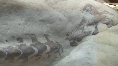 Рыбаки обнаружили уникальную окаменелость ранее неизвестного динозавра