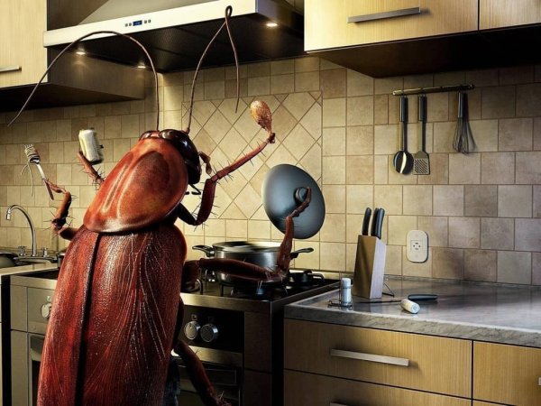 Опасны ли тараканы для здоровья человека и почему важно с ними бороться